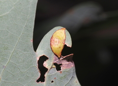 Phylloteras sigma