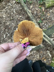 Gymnopilus luteus