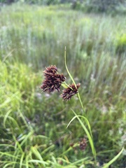 Rhynchospora fascicularis