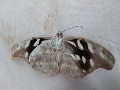 Catonephele acontius