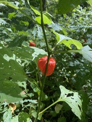 Alkekengi officinarum