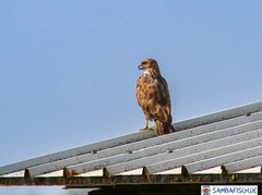 Buteo