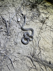 Arizona elegans elegans