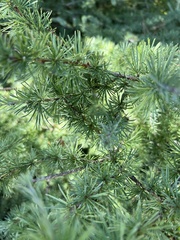 Larix