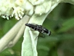 Ozodiceromyia