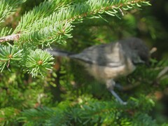 Poecile hudsonicus