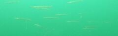 Sphyraena borealis