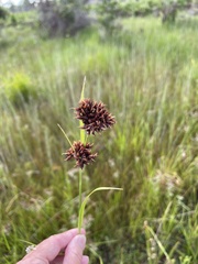 Rhynchospora fascicularis