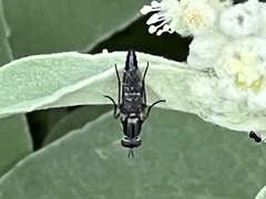 Ozodiceromyia