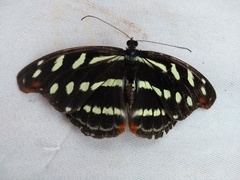 Catonephele acontius