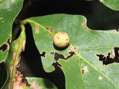 Acraspis pezomachoides