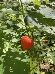 Alkekengi officinarum