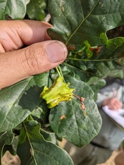 Andricus quercuscalicis