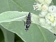 Ozodiceromyia