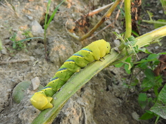 Acherontia atropos