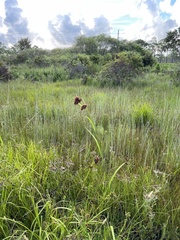 Rhynchospora fascicularis