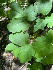 Toxicodendron