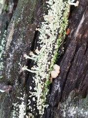 Cladonia