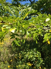 Caragana arborescens