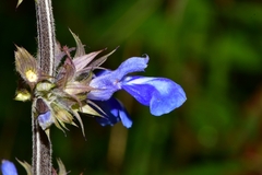Salvia