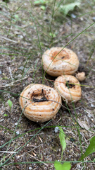 Lactarius deliciosus