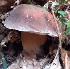 Boletus aereus