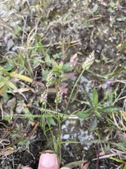 Polygala verticillata