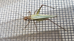 Oecanthus pini