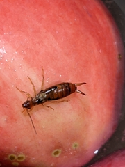 Apterygida albipennis