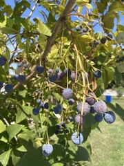 Vaccinium corymbosum