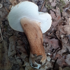 Boletus aereus