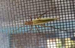 Oecanthus pini