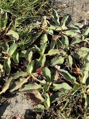 Anemopsis californica