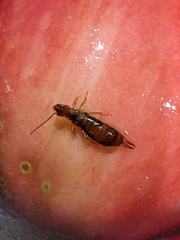 Apterygida albipennis