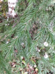Picea obovata