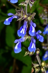 Salvia