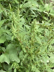 Dysphania ambrosioides