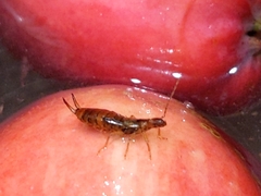 Apterygida albipennis