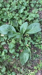 Cynoglossum officinale