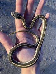 Thamnophis cyrtopsis