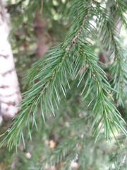 Picea obovata