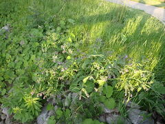 Symphytum officinale