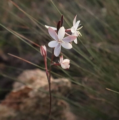 Hesperantha falcata