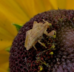 Phymata pacifica stanfordi