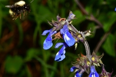 Salvia