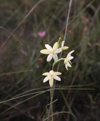 Hesperantha falcata