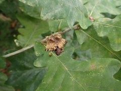 Andricus quercuscalicis