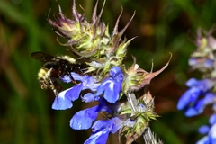 Salvia