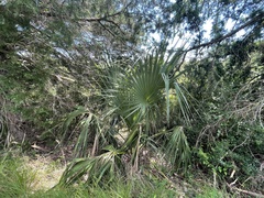 Sabal palmetto