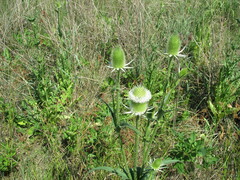 Dipsacus laciniatus